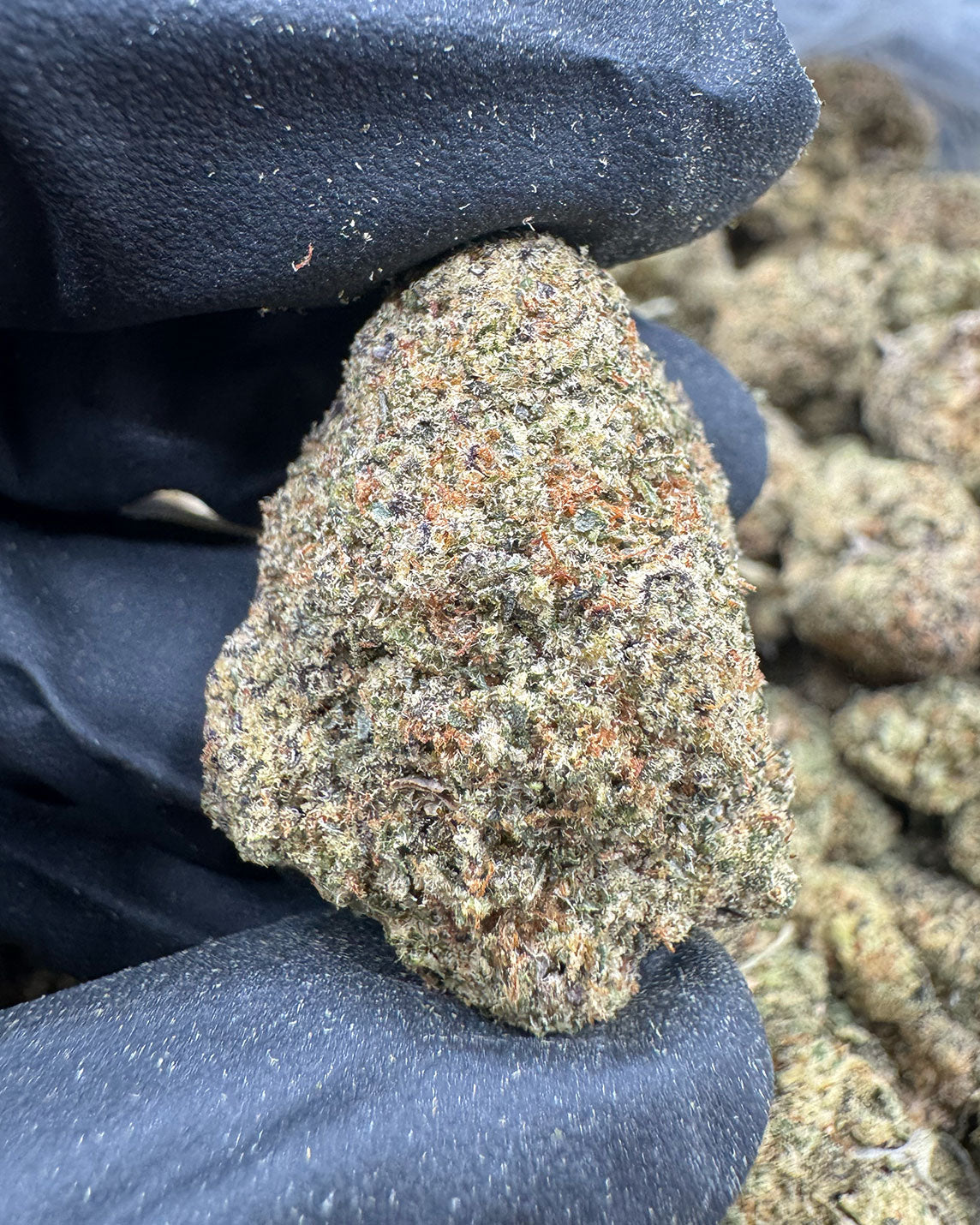 Gelato 41
