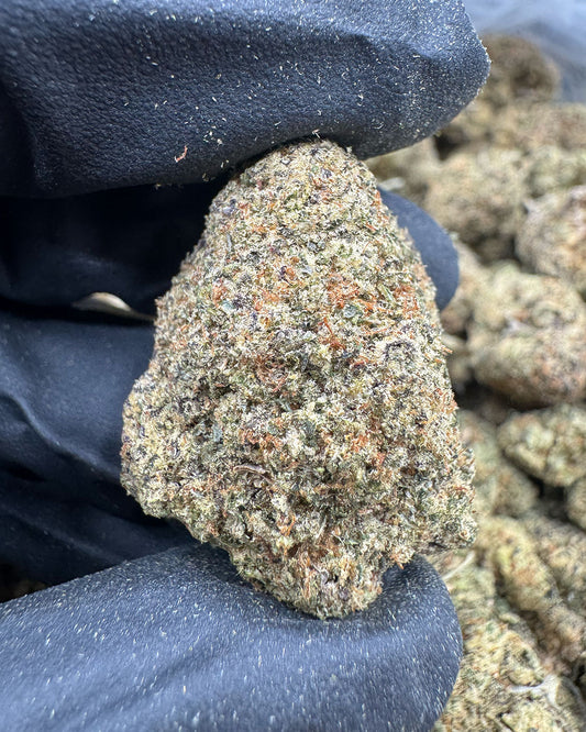 Gelato 41