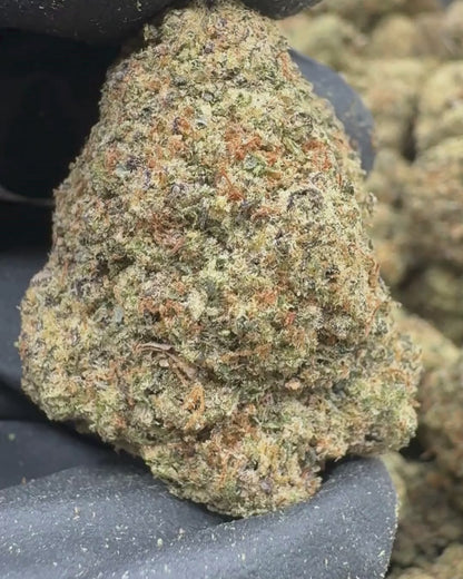 Gelato 41