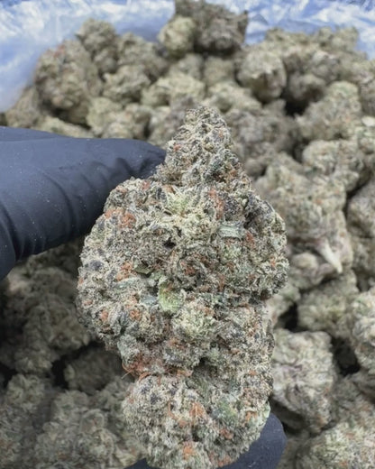 Platinum Lemon Gusher